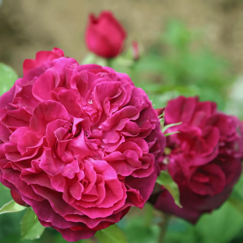 Саженцы Роза английская Манстед Вуд