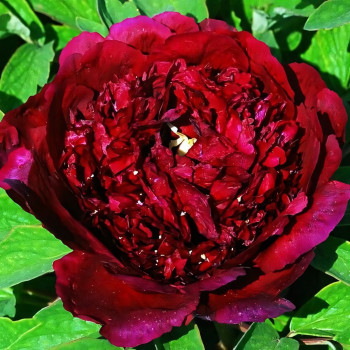 Саженцы Пион Черный Лоск