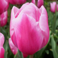 Луковицы Тюльпан Триумф Болрей Прайс (в упаковке - 3шт.)