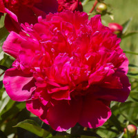 Саженец Пион травянистый Биг Бен