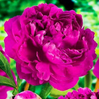 Саженец Пион Виктори Де Ла Марн