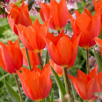 Луковицы Тюльпан Темпл'с Фэйворит (в упаковке - 3шт.)