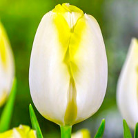 Луковицы Тюльпан Триумф Болроял Сильвер (в упаковке - 3шт.)