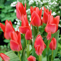 Луковицы Тюльпан многоцветковый Мери Го Раунд (в упаковке - 3шт.)