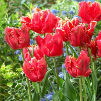 Луковицы Тюльпан попугайный Лаки Пэррот (в упаковке - 3шт.)