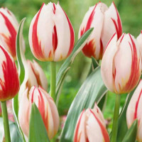 Луковицы Тюльпан Дарвина Бернинг Харт (в упаковке - 3шт.)