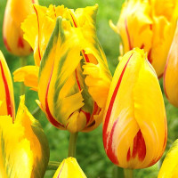 Луковицы Тюльпан попугайный Ла Куртин Пэррот (в упаковке - 3шт.)