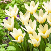 Луковицы Тюльпан Грейга Концерто (в упаковке - 3шт.)