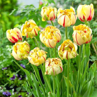 Луковицы Тюльпан махровый Гламур Юник (в упаковке - 3шт.)