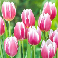 Луковицы Тюльпан Триумф Синаеда Блю (в упаковке - 3шт.)