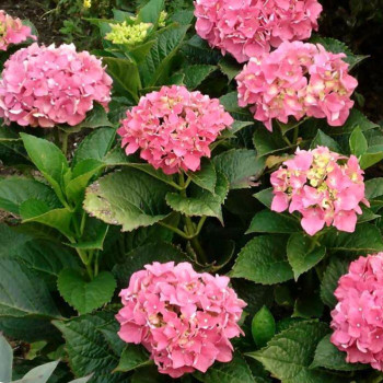 Гортензия крупнолистовая Freudenstein (Фрейденштейн)