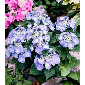 Гортензия крупнолистная Teller blue