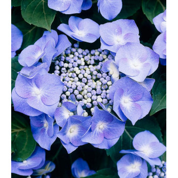 Гортензия крупнолистная Teller blue