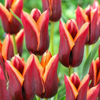 Луковицы Тюльпан Триумф Мувота (в упаковке - 3шт.)