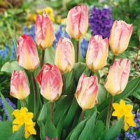 Луковицы Тюльпан Фостера Флэминг Пуриссима (в упаковке - 3шт.)