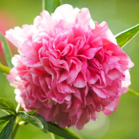 Саженец Пион Салмон Глори