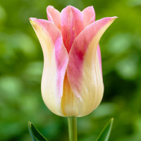 Луковицы Тюльпан лилиецветный Элегант Леди (в упаковке - 3шт.)