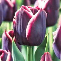 Луковицы Тюльпан Триумф Джекпот (в упаковке - 3шт.)