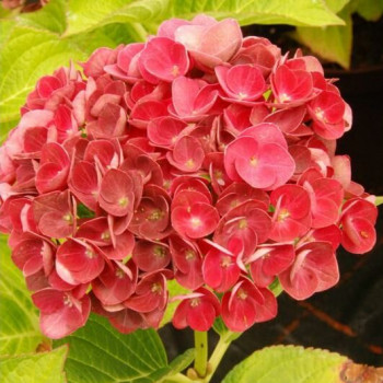 Гортензия крупнолистовая Rembrandt Rosso Glory (Рембранд Россо Глори)