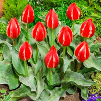 Луковицы Тюльпан Грейга Френдли Файер (в упаковке - 3шт.)