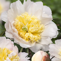 Саженец Пион Хани Голд