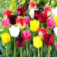 Луковицы Тюльпаны махрово-бахромчатые, микс (в упаковке - 3шт.)