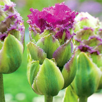 Луковицы Тюльпан махровый Перпл Тауэр (в упаковке - 3шт.)