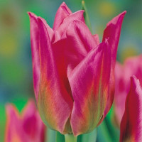 Луковицы Тюльпан Кристмас Экзотик (в упаковке - 3шт.)