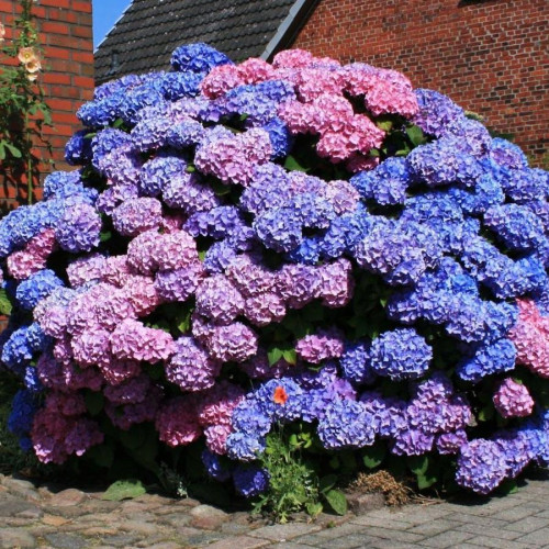 Саженец Гортензия крупнолистная Bouquet Rose (Букет Роуз)