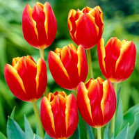 Луковицы Тюльпан Триумф Лаура Фьюджи (в упаковке - 3шт.)