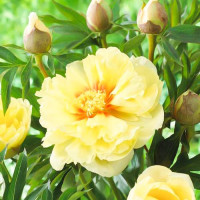 Саженец Пион (Ито-гибрид) Бартзелла