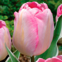 Луковицы Тюльпан триумф Нью Дизайн (в упаковке - 3шт.)