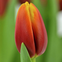 Луковицы Тюльпан Триумф Андре Ситроен (в упаковке - 3шт.)