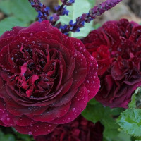 Саженцы Роза английская Манстед Вуд