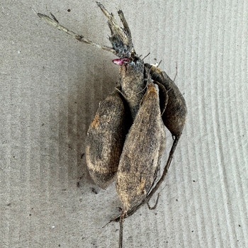 Саженцы Георгина Shiloh Noëlle