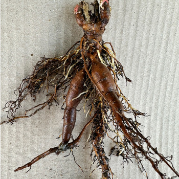 Саженцы Пион Черный пират