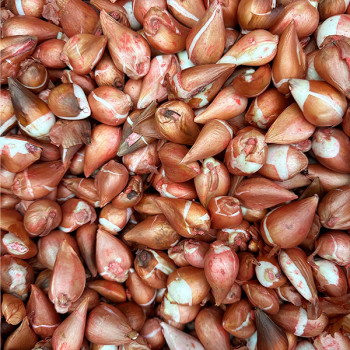 Тюльпан махровый Ла Бель Эпок (в упаковке - 3шт.)