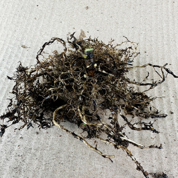 Саженцы Флокс Younique Mauve (Юник Моув)