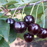 Саженцы Вишня Черная Крупная