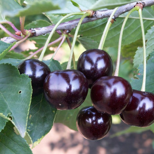 Саженцы Вишня Черная Крупная