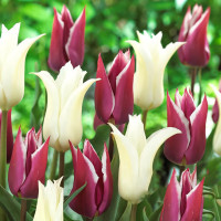 Луковицы Тюльпан лилиецветный Пурпл Чик, микс (в упаковке - 3шт.)