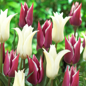 Тюльпан лилиецветный Пурпл Чик, микс (в упаковке - 3шт.)