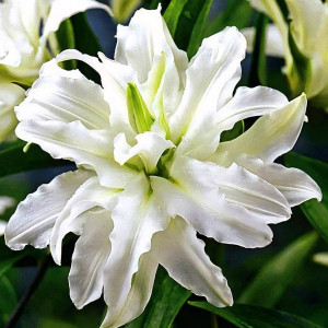  Лилия восточная Polar Star (Полар Стар)