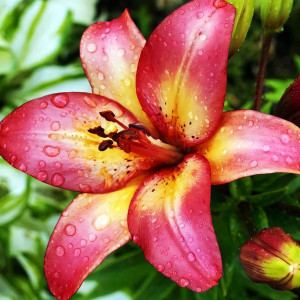  Лилия биколор азиатская Heartstring (Хертстрингс)