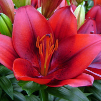 Луковицы  Лилия азиатская Tiny Rocket (Тайни Рокет) (3шт.)