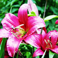 Луковицы Саженцы Лилия ОТ гибрид Purple Prince (Пурпл Принс) (3шт.)