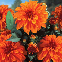 Саженцы Георгина гэллери Cobra