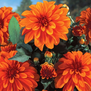 Саженцы Георгина гэллери Cobra