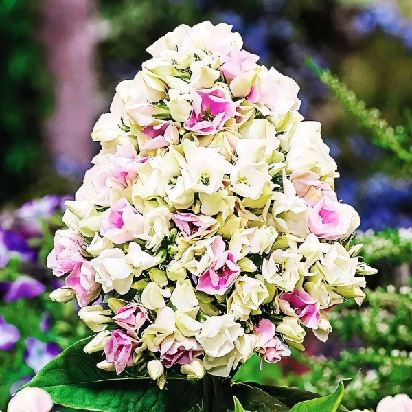 Саженцы Флокс метельчатый Creme de la Creme (Крем Де Ла Крем)