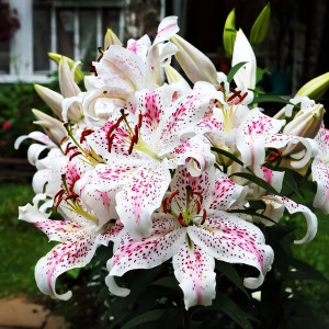  Лилия восточная Extravaganze (Экстраваганца)